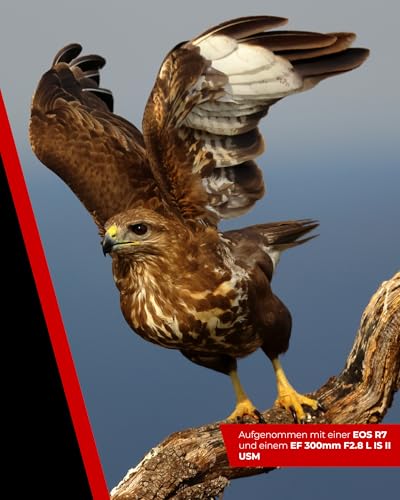 Canon EOS R7 Kamera spiegellose Camera + RF-S 18-150mm F3.5-6.3 is STM Objektiv (DSLR Upgrade, Hybridkamera, 4K/30p Videoaufnahmen, bis zu 15 B/s, WLAN) schwarz