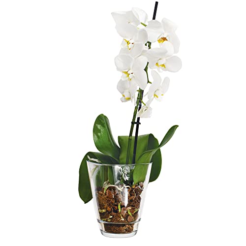 TREND FOR HOME Glas Blumentopf Orchideen 13.3 cm Orchideentopf Glas Orchideentöpfe Blumenvase Glasvase für Blumen Glasblumenvase Klarglasvase Deko-Vase Kerzenbehälter | 1430 ml | Ø 17 cm | Hyacinth