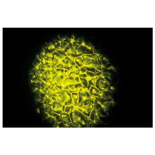 Showtec Hydrogen DMX MKII, Wassereffekt 20W RGB