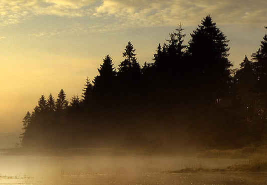 murando Wandbild Mega XXXL FensterblickEinteiliger XXL-Format Kunstdruck zur Selbstmontage Leinwandbilder moderne Bilder DIY Wanddekoration Wohnung Deko Wald c-C-0390-ak-e