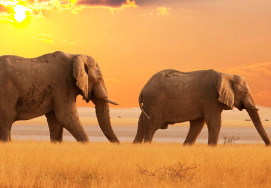 murando Wandbild Mega XXXL FensterblickEinteiliger XXL-Format Kunstdruck zur Selbstmontage Leinwandbilder moderne Bilder DIY Wanddekoration Wohnung Deko Afrika Elefant