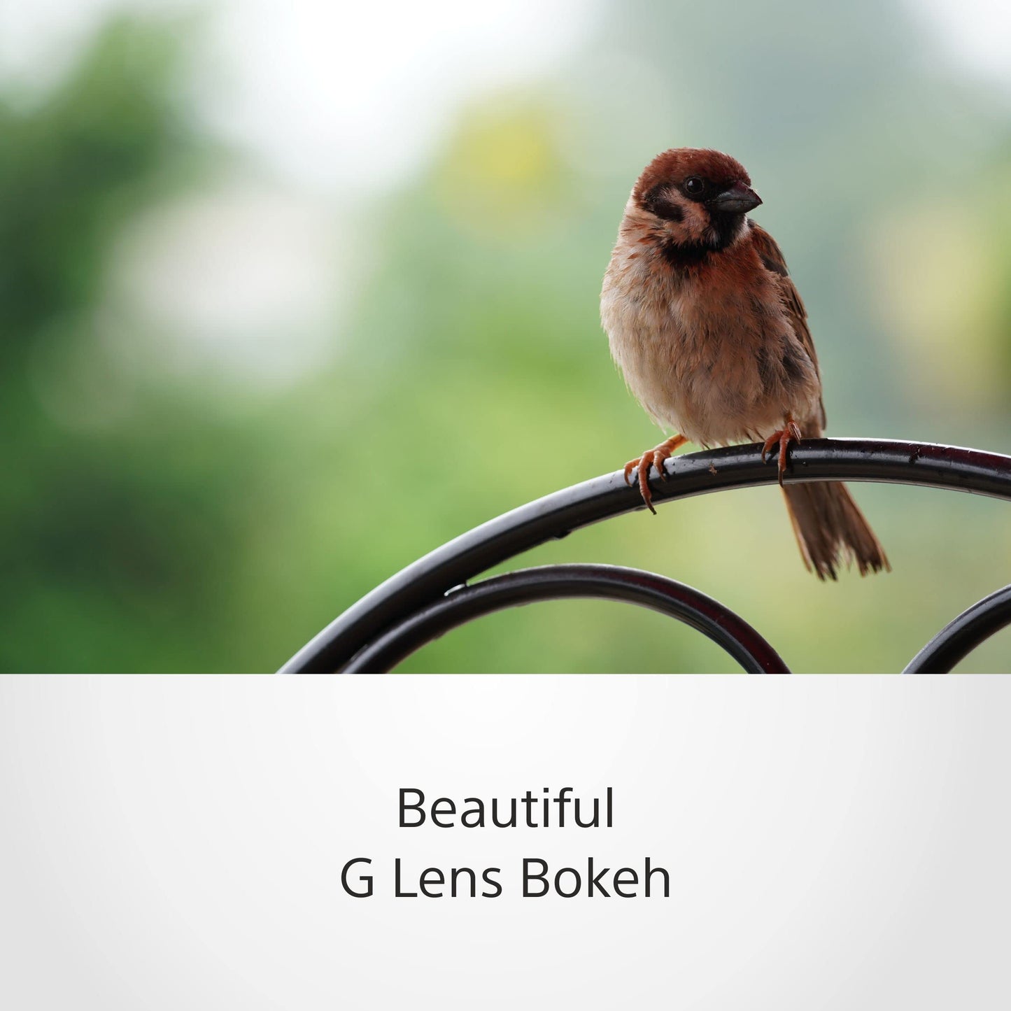 Sony E 70-350mm f/4.5-6.3 G OSS | APS-C, Super-Telezoom-Objektiv (SEL70350G)