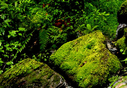 murando - Paravent Raumteiler Innen Wald 225x172 cm einseitig auf Vlies-Leinwand Bedruckt Trennwand Spanische Wand Sichtschutz Raumtrenner Home Office c-B-0193-z-c