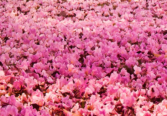 murando Raumteiler Foto Paravent Wald 135x172 cm beidseitig auf Vlies-Leinwand Bedruckt Trennwand Spanische Wand Sichtschutz Raumtrenner Home Office Bäume Alee c-A-0031-z-b