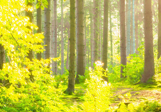 murando - Paravent Raumteiler Innen Natur 225x172 cm einseitig auf Vlies-Leinwand Bedruckt Trennwand Spanische Wand Sichtschutz Raumtrenner Home Office Wald c-B-0354-z-c