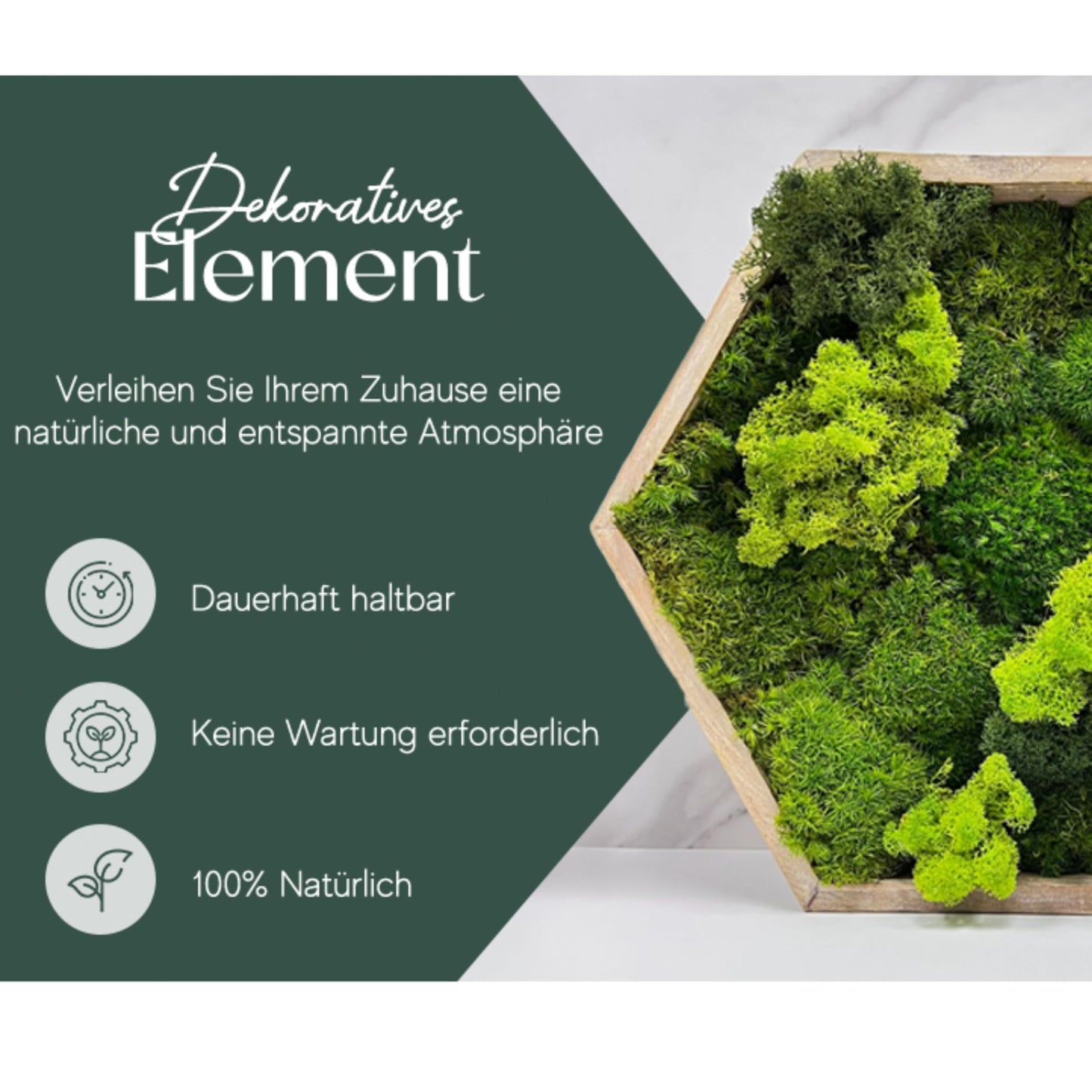 Islandmoos - Moos in 5 versch. Farben/Echtes konserviertes haltbares Natur Moos zum Moosbild basteln/Deko und Modellbau Weihnachtsdeko (Musterbox 150 Gramm)