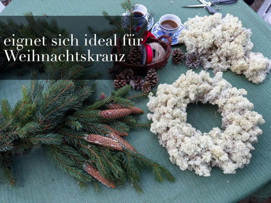 Islandmoos - Moos in 5 versch. Farben/Echtes konserviertes haltbares Natur Moos zum Moosbild basteln/Deko und Modellbau Weihnachtsdeko (Musterbox 150 Gramm)