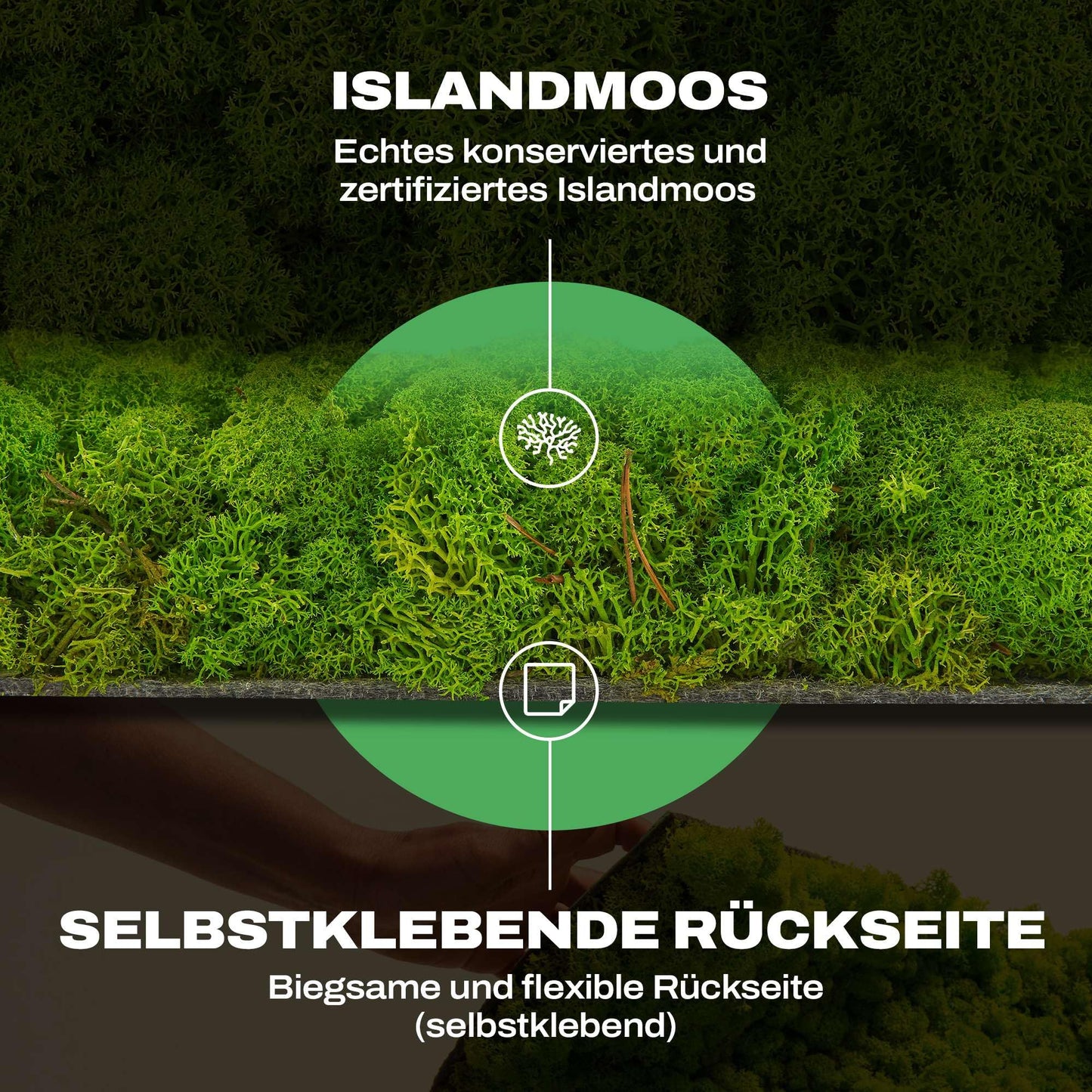 Naturewalls Moospaneele Flex - 50 x 50 (selbstklebend) - Moosbild Islandmoos - Mooswand selber machen - Moosplatte