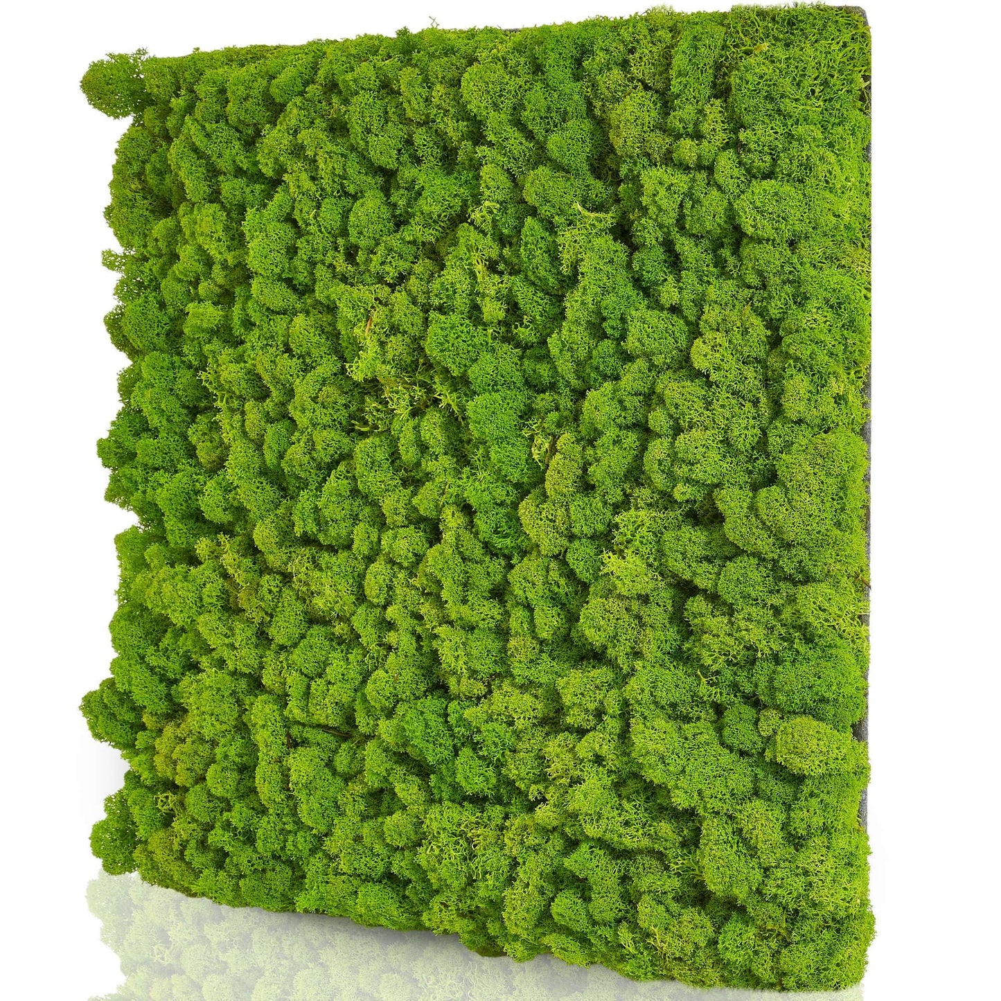 Naturewalls Moospaneele Flex - 50 x 50 (selbstklebend) - Moosbild Islandmoos - Mooswand selber machen - Moosplatte