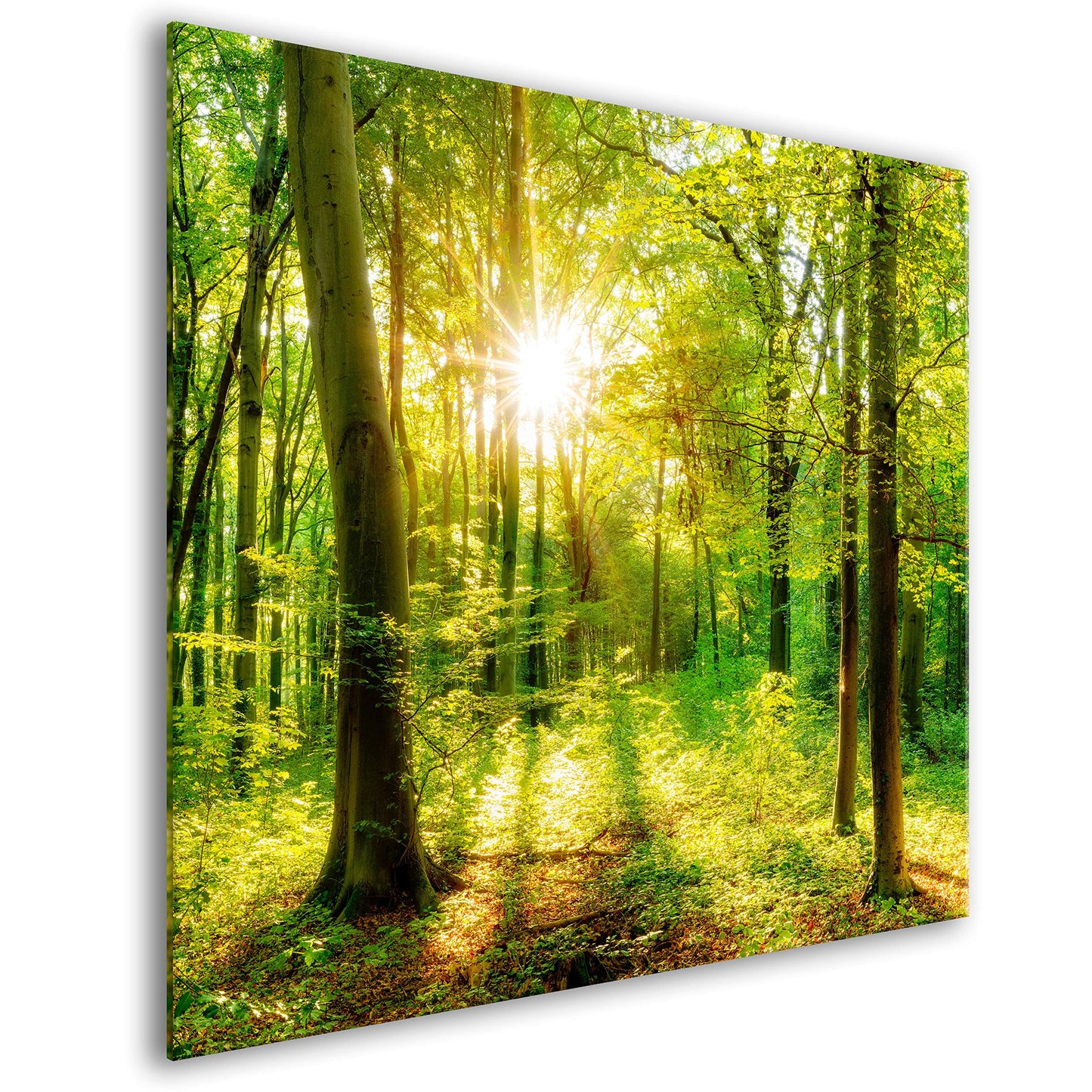 murando Spritzschutz Glas für Küche 60x60 cm Küchenrückwand Küchenspritzschutz Fliesenschutz Glasbild Dekoglas Küchenspiegel Glasrückwand Landschaft Wald Natur - c-B-0499-aq-a